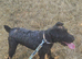 Sooty