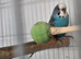 Various budgies