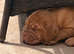 KC Registered Dogue de Bordeaux pups with champions