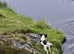 Spaniel