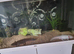 Axolotos with tank