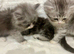 3 Stunning Kittens