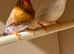 Triple and double Orange zebra finches