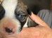 Puppy available