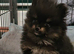 FULLY VACCINATED.   Champion bloodlines. kc registered Pomeranian puppies