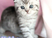 4 Full Pedigree Scottish Fold/Straight Kittens