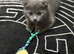 4 Beautiful Scottish Fold Kittens