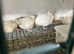 Jumbo quail