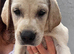 Last Remaining Beautiful Labrador x Pointer