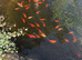 Looking for a loving new home for our pond goldfish
