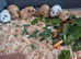 BABY CALIFORNIAN GUINEA PIGS