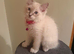 Female Blue Point Ragdolls, ready now