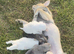 Super cute mix breed puppies looking for new home