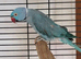 Semi Tame Blue Male Indian Ringneck Talking Parrot