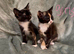 3 beautiful kittens looking for homes
