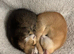 3 STUNNING GIRLS URGENTLY NEEDING HOMES