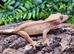 Hypo Phantom