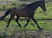 14.1 Riding Pony Gelding