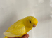 Gorgeous tame Lutino Lineolated parakeet