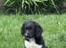 Sprollie Pups for sale