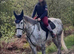 16.1/2 6yo ID x ISH Gelding