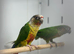 Green cheek conures