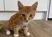 Ginger 6 month old kitten