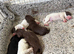 Sprocker puppies for sale