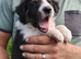 Border collie puppies