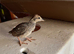 Barbary Partridge