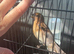 Stunning breeding pair of chocolate mutation redpolls