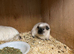 Cali crested sows for sale