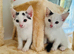 Black and white kittens