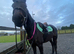 BRITISH RIDING PONY