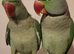 Pair of parrots Alexandrine