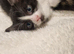 2 x black and white kittens