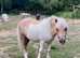 33” Shetland mare - perfect kids pony
