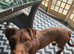 14 Month old Patterdale