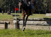 15.2hh mare