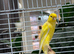 Male Scottish fancy with cage