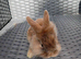 Lionhead cross mini lop babies