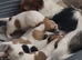 Jack russell