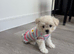 Maltipoo &times; Bichon Frise