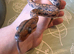 Male Rainbow Boa
