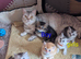 Beautiful Scottish straight kittens