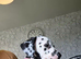 Stunning kc registered dalmatian puppies