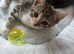 2 Tabby Kittens