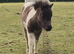 Miniature Shetland Filly