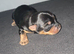 Yorkie / Biewer