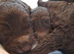Fb1cockapoo puppy’s for sale